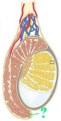 <p><span>Identify the indicated region of the epididymis.</span></p>
