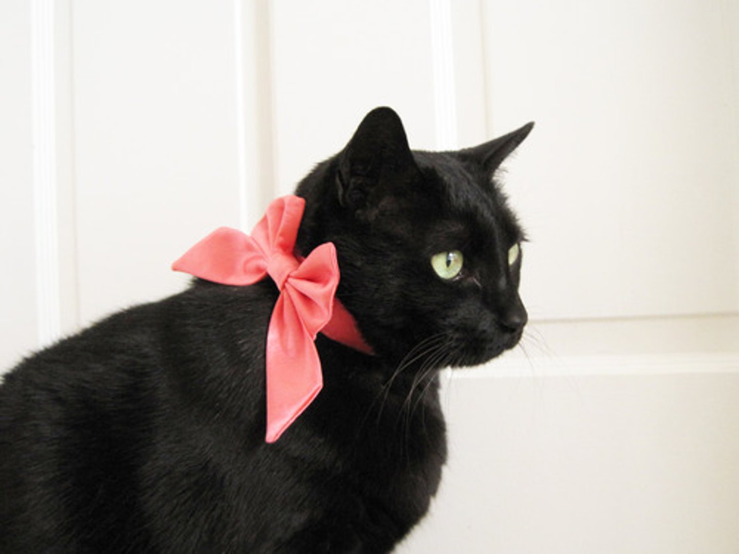 <p>it (la gata) to you (singular, informal)</p>