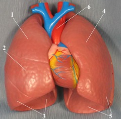 <p>pull in O2 and push out CO2</p>