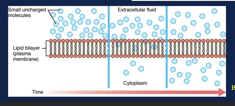 <p>What shows that the bottom figure represents simple diffusion?</p>