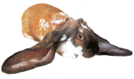 <p>welk type konijn is dit</p>