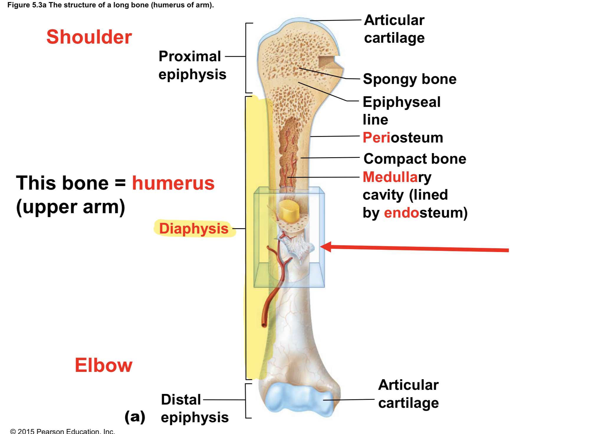 <p>Diaphysis (Gross Anatomy of LONG Bones) </p>