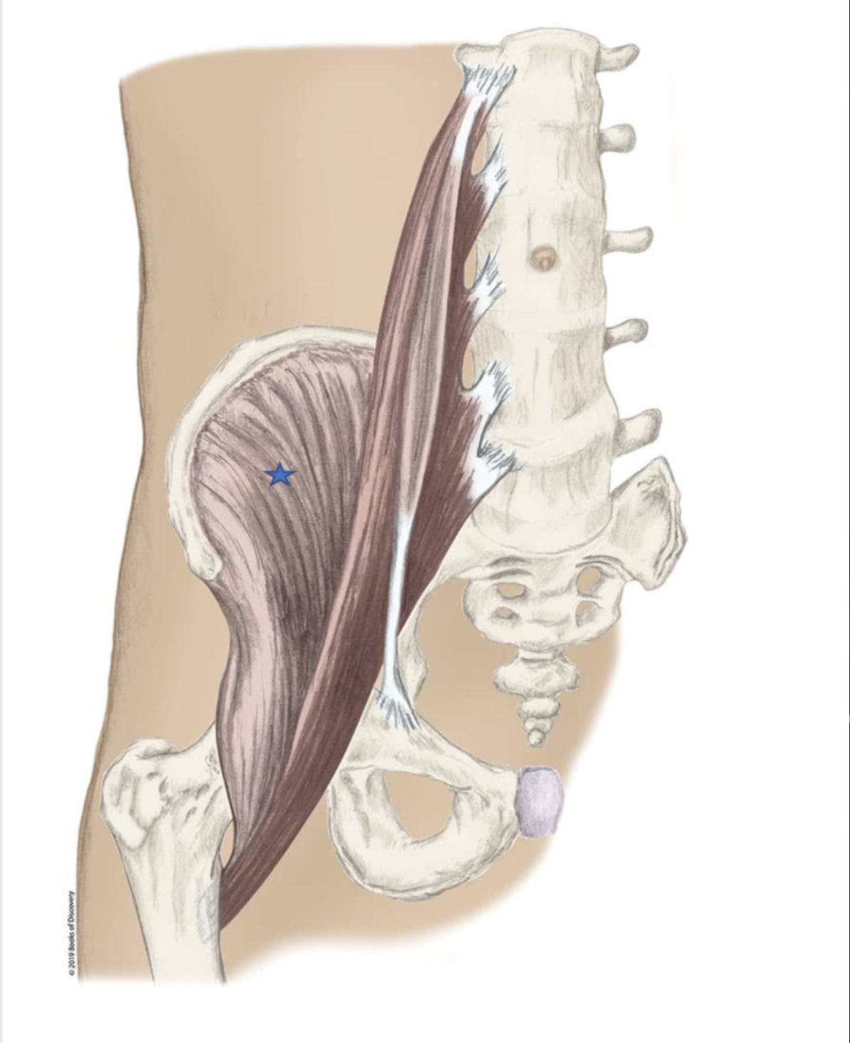 <p><span>From the list of muscles and actions below, identify the "starred" muscle and its primary actions.</span></p>