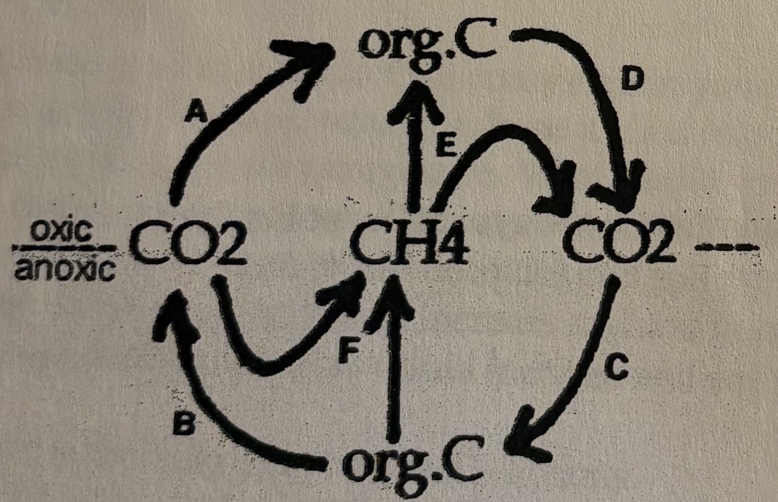 <p>What is labeled C?</p>