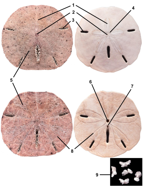 <p>class</p><p>label</p>