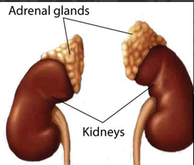 <p>• Located above the kidney, so also called suprarenal gland </p><p>• Each is really two endocrine glands </p><p>-Adrenal cortex (outer) </p><p>-Adrenal medulla (inner) Secretes </p><p>Unrelated chemicals but all help with extreme situations</p>