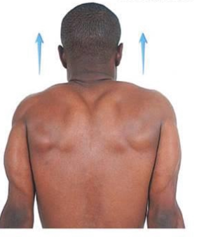 <p>movement of shoulder superior</p>
