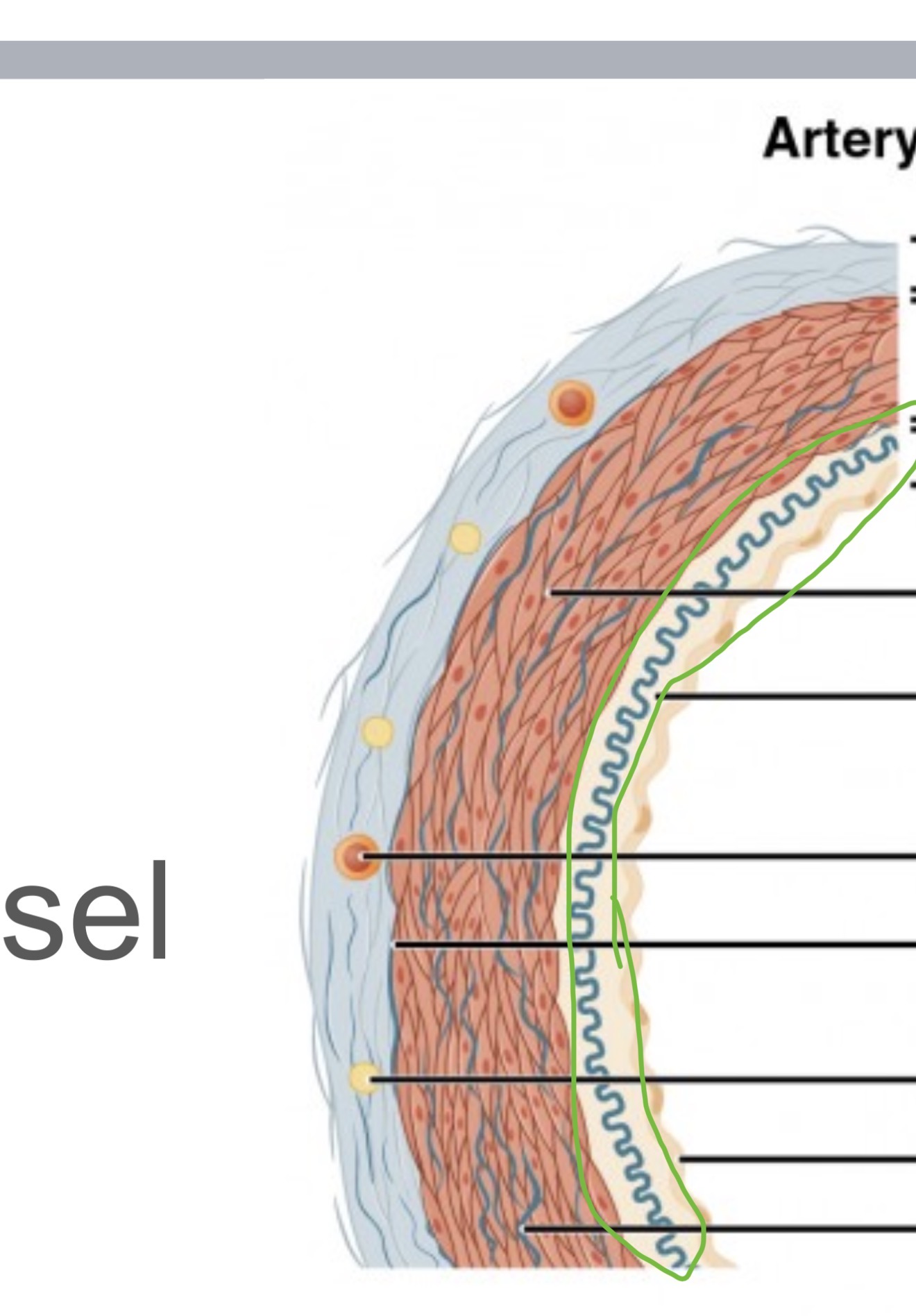 <p><span>innermost lining of a vessel. Endothelium, Internal elastic lamina</span></p>