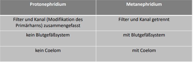 <p><span>Produkt der Ultrafiltration: </span><span data-name="check_mark_button" data-type="emoji">✅</span><span> Primärharn</span><br><br><span>Protonephridien: Ultrafiltration durch Terminalzellen mit Reusenapparat, also z. B. Flammenzellen oder Solenocyten.</span><br><br><span>Metanephridien: Ultrafiltration durch die Wand der Blutgefäße/Podocyten in das Coelom; der Primärharn ist zunächst die Coelomflüssigkeitund wird über den Nephrostom/Nephrostomtrichter aufgenommen.</span></p>