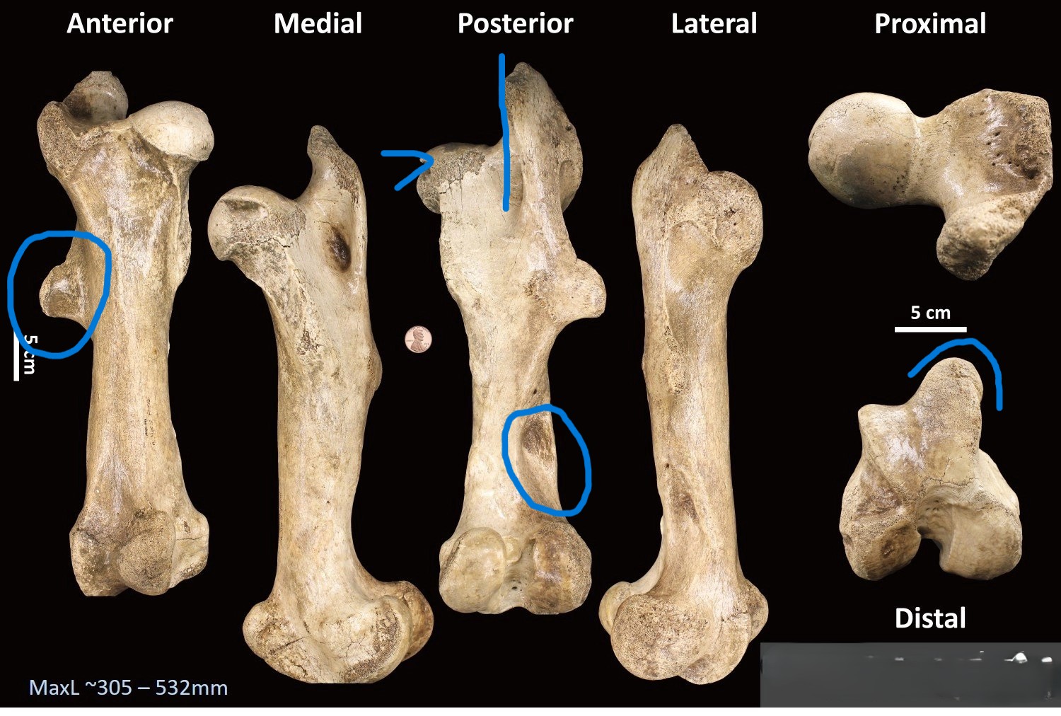 <ul><li><p>3rd trochanter</p></li><li><p>deep depression at distal end</p></li><li><p>‘V’ depression in the ‘ball’ joint</p></li><li><p>vertical margin</p></li><li><p>rounded bulge in distal articulation</p></li></ul><p></p><p>horse femur </p><p></p>