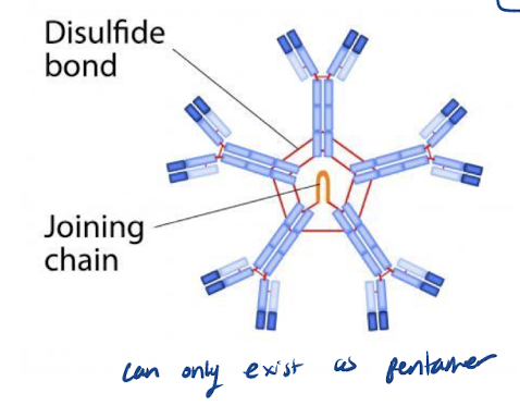 <p>Identify the Ab in the picture</p>