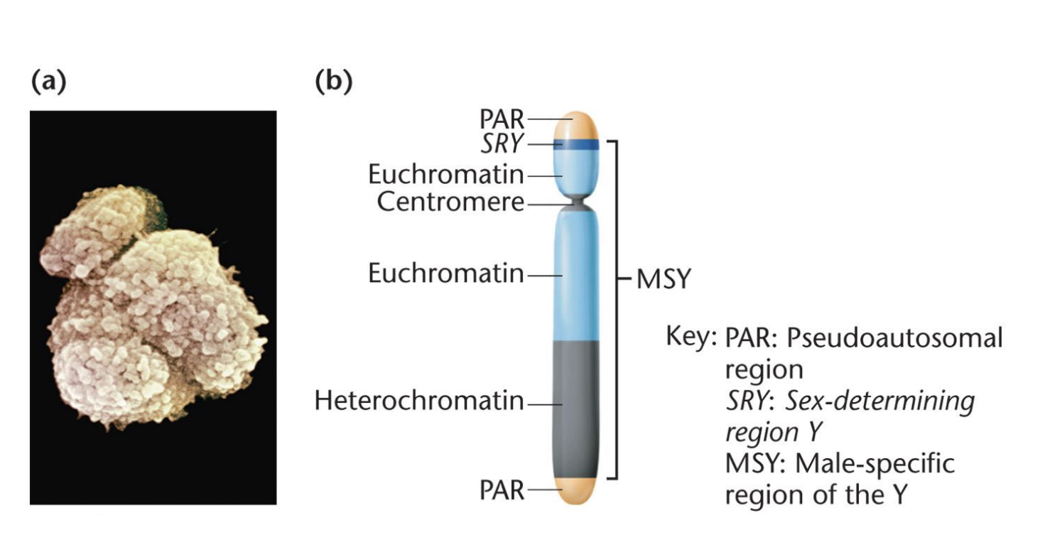 <ul><li><p>MSY: Male-specific region of the Y</p></li><li><p>SRY: Sex-determining region Y</p></li><li><p>Testis-determining factor (TDF)</p></li></ul><p></p>