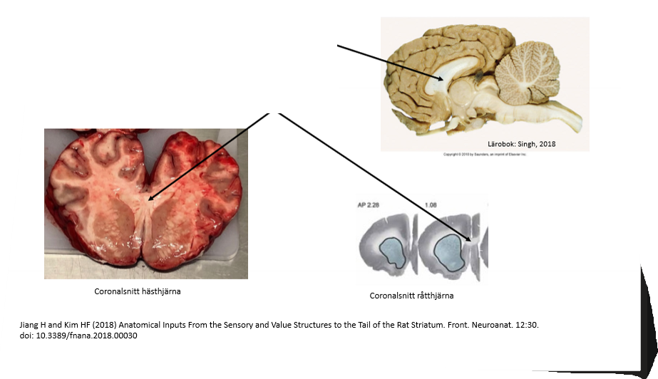 <p>Vad är detta? Beskrivning och funktion</p>