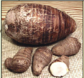 <p>Storage organ for overwintering</p>