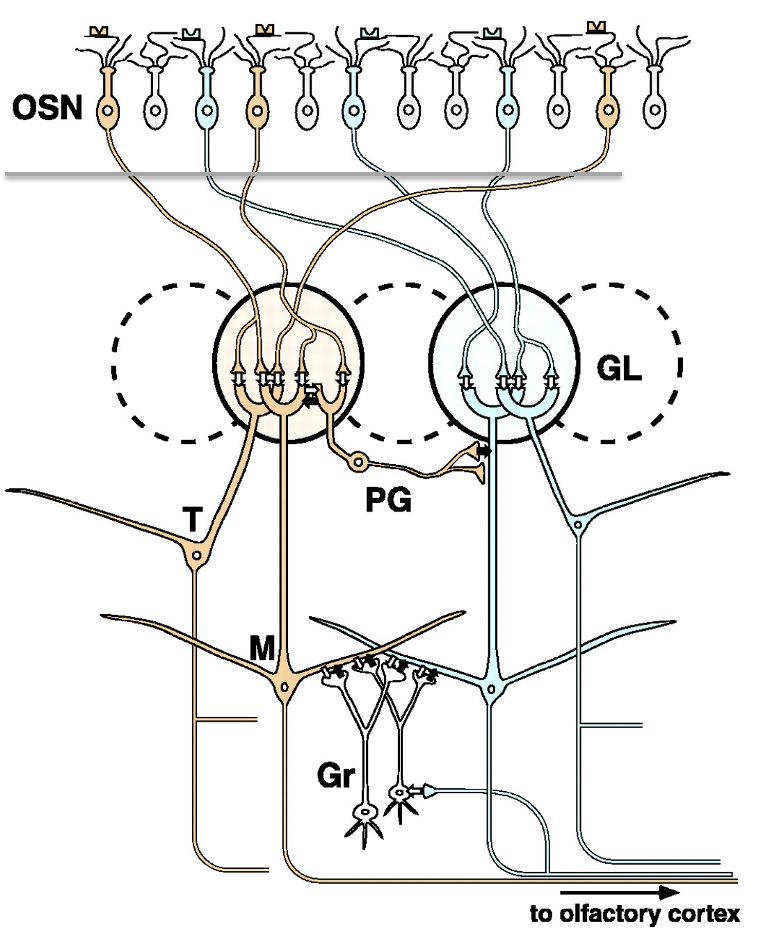 <p>Dendrodendritic synapses</p><ul><li><p>Granule cells are <strong>GABAergic inhibitory interneurons → </strong>provide <strong>lateral inhibition </strong>b/w mitral cells</p></li></ul><p></p>