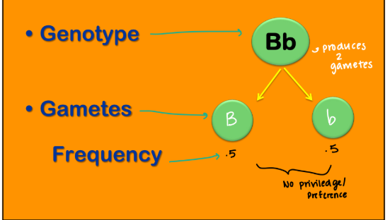 <p><strong>Segregation - Single Locus </strong></p><ul><li><p>A parent has <span style="color: blue;"><strong>Bb genotype</strong></span>, the possible ____ are <strong>B or b</strong>, the <span style="color: red;"><strong>frequency </strong></span>of each of those being passed onto progeny is .<strong>5 and .5 </strong>→ <mark data-color="yellow" style="background-color: yellow; color: inherit;">no priviledge/preference </mark></p></li></ul><p></p>