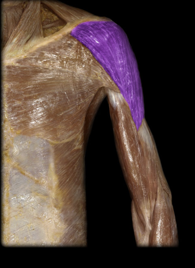 <p>Identification.</p>
