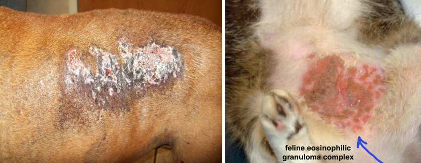 <ul><li><p><strong>primary lesion</strong></p></li><li><p><strong>raised, flat-topped</strong>, semi-firm/firm</p></li><li><p>ex. calcium deposits (calcinosis cutis), thickened epidermis with inflammation - e.g. feline eosinophilic granuloma complex</p></li></ul><p></p>