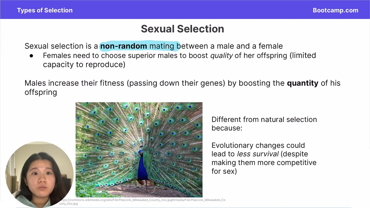 <p>non random mating between a male and a female</p>
