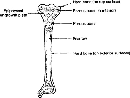 <p>Epiphyseal plate</p>