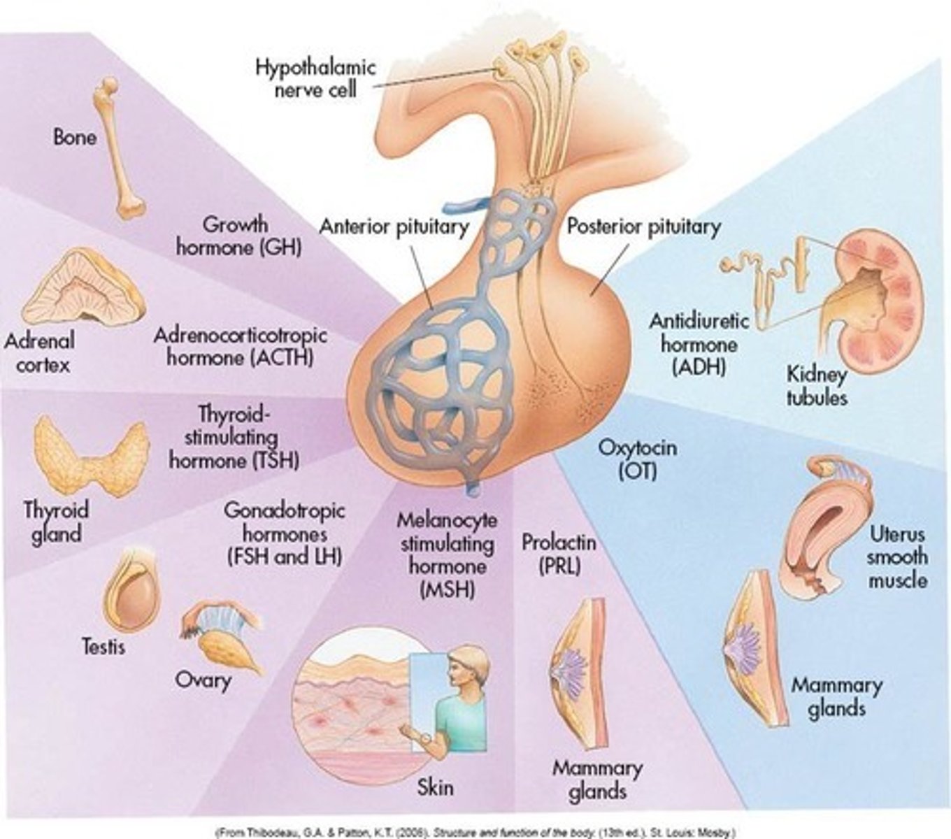 <p>Releases at least 6 peptide Hormones (because IEB doesn't do melanophore-stimulating hormone) into the blood from simple secretory cells. The release is regulated by releasing and inhibiting factors from the hypothalamus.</p>
