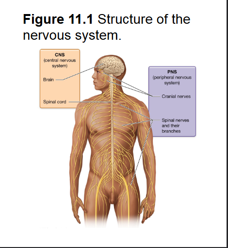 <p><span style="background-color: transparent;">Functions for <em>integrative </em>interpreting sensory info from PNS and tells PNS how to respond</span></p><p><span style="background-color: transparent;">includes brain and spinal cord</span></p>