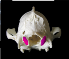 knowt flashcard image