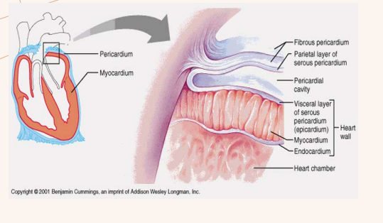 <p>Disease of the heart muscle, specifically of the myocardium</p><p>Affects any age population</p><p>There is no cure but good treatments options available</p><p>Both systolic and diastolic dysfunction can be affected</p><p>All CM can lead to HF</p>