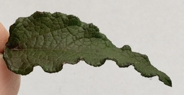 <p>Leaf margin</p>