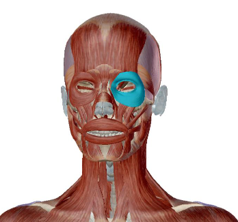 <p>what muscle is this</p>
