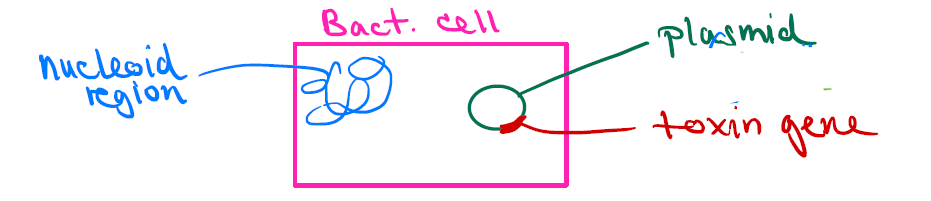 <p>Bacterial <u>plasmids</u> that carry genes for toxins (separate from the nucleoid region).</p>