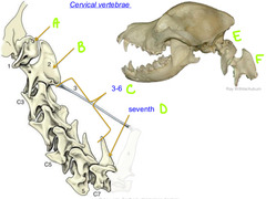 <p>A</p>