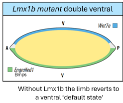 <p>dorsal pattern - reverts to default state ie ventral limb </p>