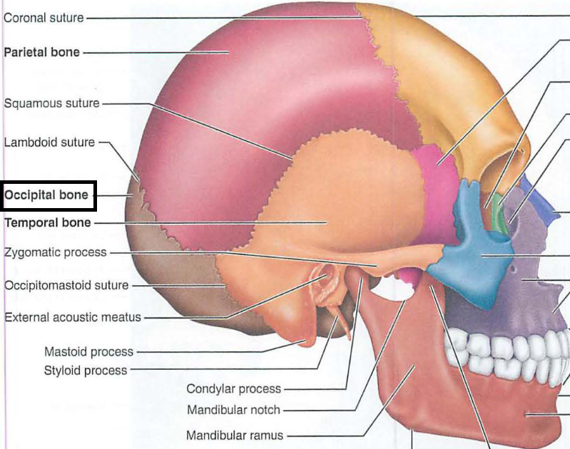 <p>back bottom</p>
