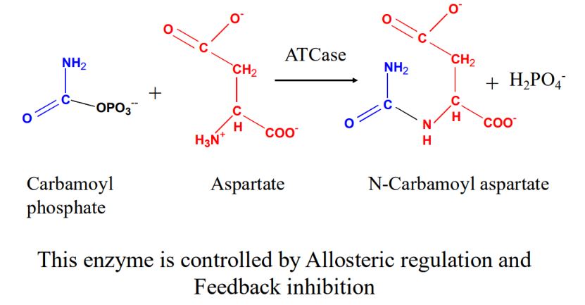 <p>Aspartate transcarbamoylase (ATCase)</p>