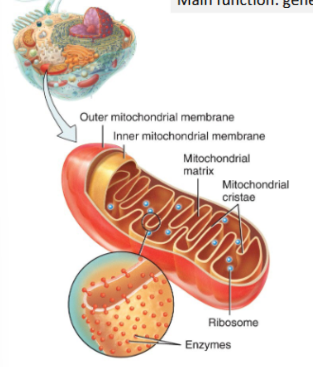 <ul><li><p>main function: generation of ATP through cellular respiration</p></li><li><p>mitochondria are made up of:</p><ul><li><p>outer mitochondrial membrane</p></li><li><p>inner mitochondrial membrane, with folds called cristae f</p></li><li><p>fluid filled interior cavity, called the mitochondrial matrix</p></li></ul></li><li><p>despite all of these membranes, mitochondria are not part of the endomembrane system</p></li><li><p>the more energy a cell requires, the more ATP it must take, and the greater the number of mitochondria present</p></li><li><p>mitochondria carry a separate small (37 genes) genome encoding mitochondrial-specific products</p></li></ul><p></p>