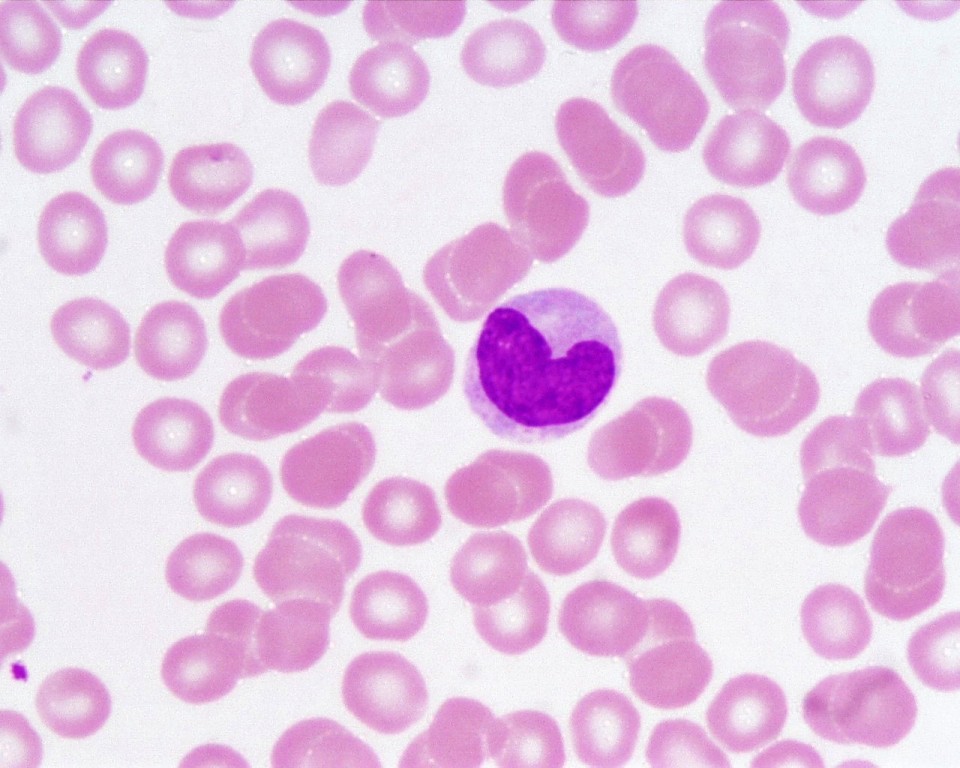 <p>Identifica el tejido y las células presentes</p>