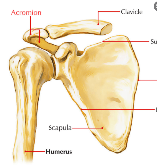 <p>Near the shoulder - like the acromion process </p>