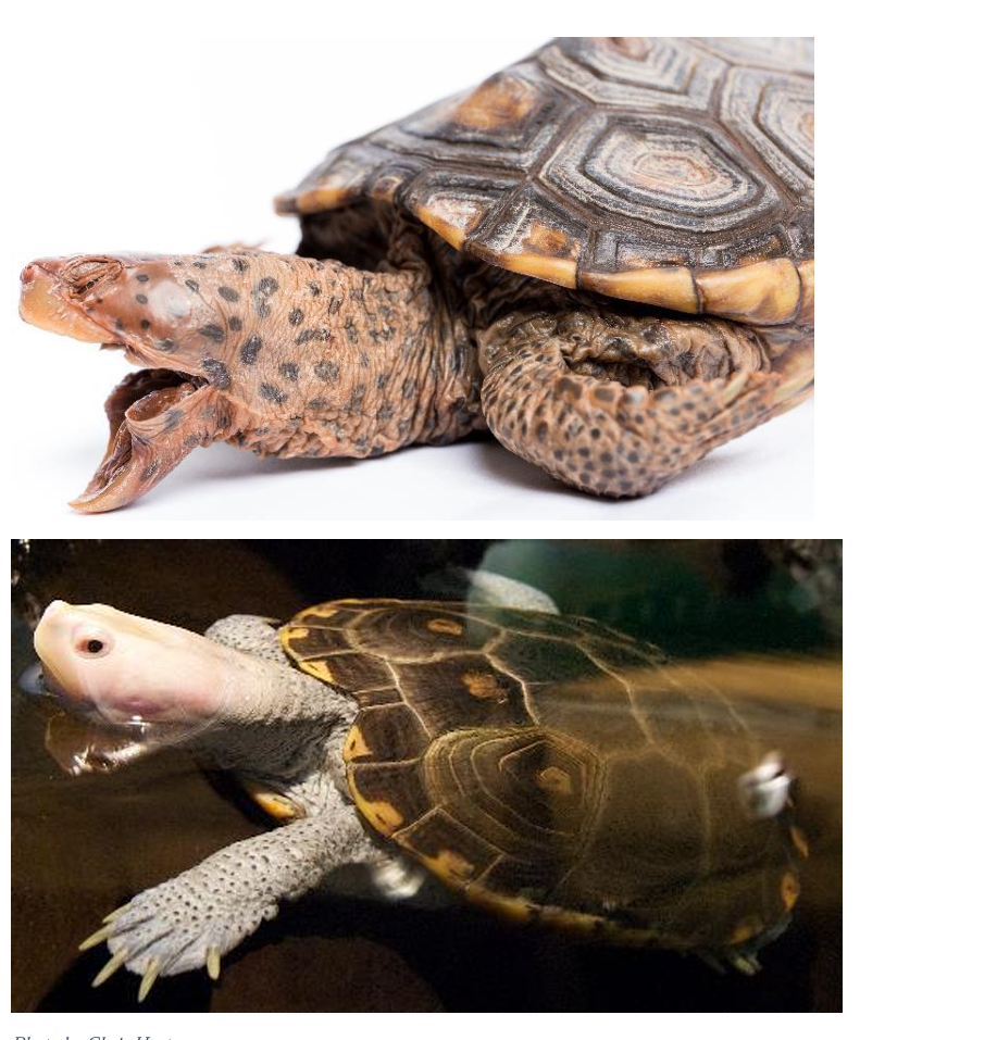 <p>Order: Chelonia (Testudines)</p><p>Suborder: Cryptodira</p>