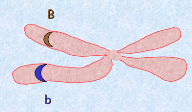 <p>_______ are different forms of a gene located on separate but <strong>related</strong> ____ of the chromosome. EX: one allele results in brown eye color phenotype and the other results in blue eye color phenotype.</p><p></p><p>Dominant traits means that only ___ allele is required to produce the phenotype. </p>