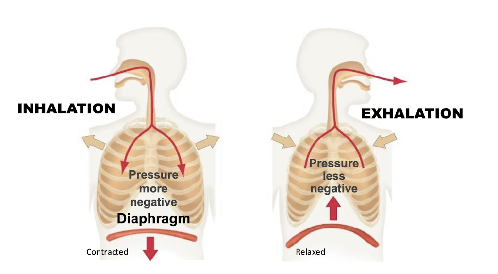 <p>expand</p><ul><li><p>The thoracic cavity gets larger.</p></li><li><p>Volume inside lungs increases</p></li></ul><p></p>