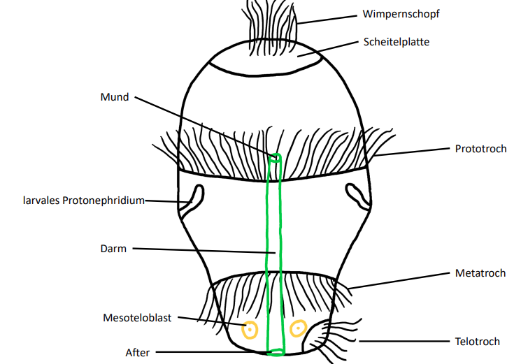 <p><span>- Wimpernschopf (Fortbewegung)</span><br><span>- präoraler Wimpernkranz (Protoroch) Nahrung/Fortbewegung</span><br><span>- postoraler Wimpernkranz (Metatroch)</span><br><span>- Cricumanaler Telotroch (Hinternede)</span></p>