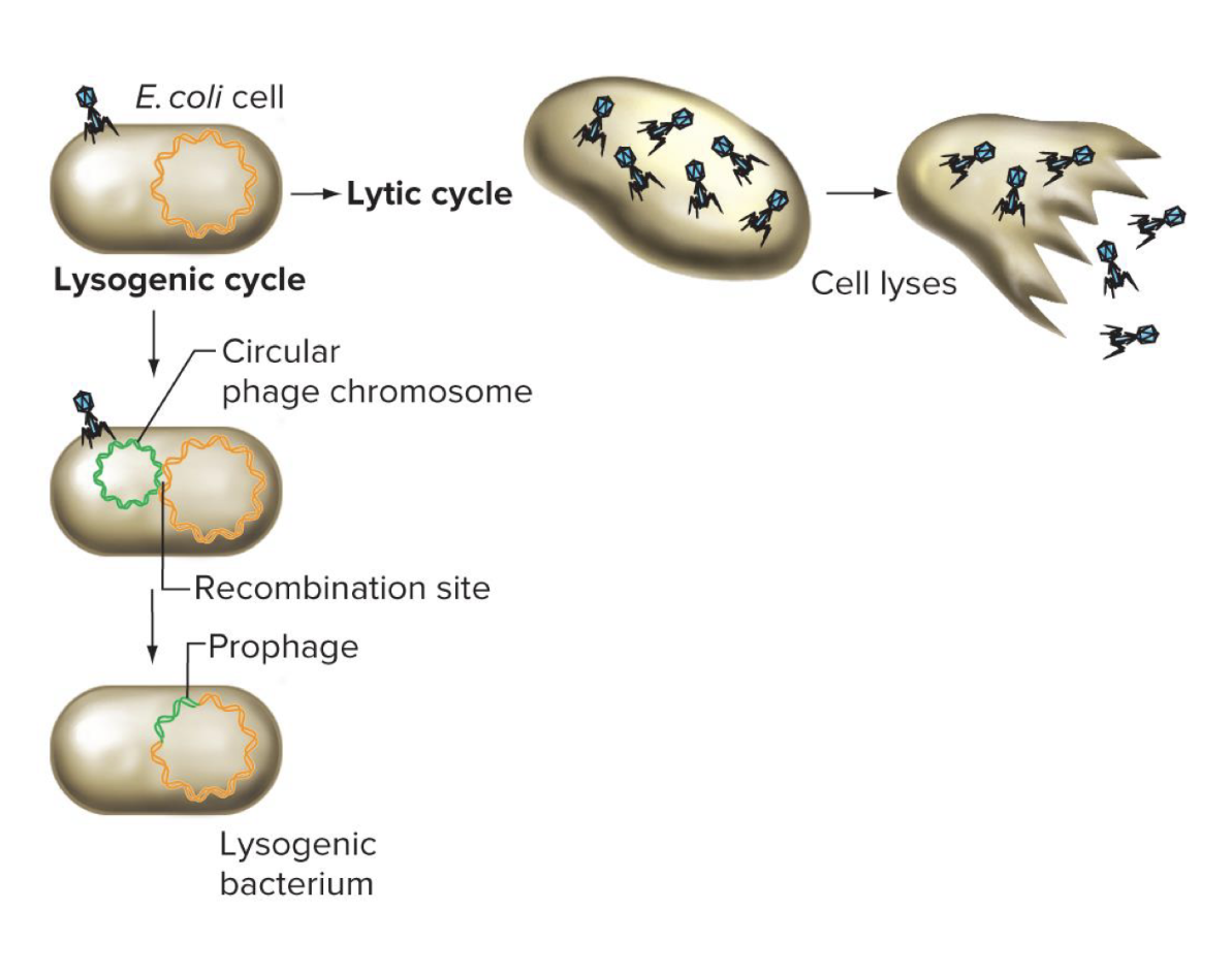 <p>Prophages:</p><p>do not reproduce the viral proteins needed for more virus particles</p><p>Lysogens can be induced to enter lytic cycle</p><ul><li><p>prophage excises from chromosome, undergo replication, form new virus particles </p></li></ul><p></p>