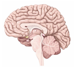 <p>Locate the diencephalon in this right brain midsagittal section</p>