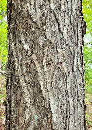 <p>red twigs and buds, opposite-arranged leaves</p>
