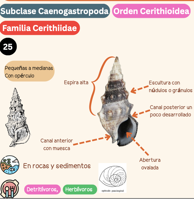 <p><strong>FILO </strong>Mollusca<strong><br>CLASE </strong>Gastropoda<br><strong>SUBCLASE </strong>Caenogastropoda<br><strong>ORDEN </strong>Cerithioidea<br><strong>FAMILIA </strong>Cerithiidae<strong><br>CARACTERÍSTICAS </strong>Pequeñas a medianas, con opérculo.<br><strong>RÁDULA </strong>Tenioglossa<strong><br>ALIMENTACIÓN </strong>Detritívoros, Herbívoros<strong><br>HÁBITAT </strong>En rocas y sedimentos.</p>