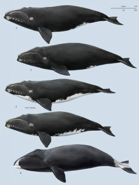 <ul><li><p>right whale family </p><ul><li><p>Mysticeti </p></li></ul></li><li><p>no dorsal fin </p></li><li><p>bowed mouths</p></li><li><p>portly</p></li><li><p>broad pectoral fins and tails </p></li><li><p>all cervical vertebrae fused</p></li><li><p>baleen up to 9ft long </p></li><li><p>the “whaling” whales </p></li></ul><p></p>