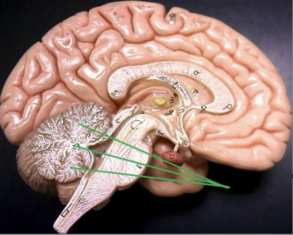 <p>white matter fibers of cerebellum</p>