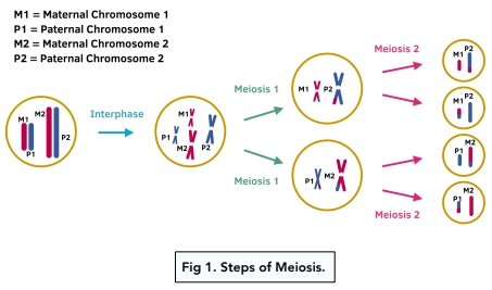 <ul><li><p>Each chromosome is duplicated (before meiosis begins)</p></li><li><p>Number of chromosomes are halved (reduction division) to ensure there is not double the amount when gametes join during fertilisation, each cell will have one chromosome of each pair</p></li><li><p>These cells will be genetically different</p></li><li><p>Diploid cells become four haploid daughter cells</p></li><li><p>Two cell division occurs</p></li></ul><p></p>