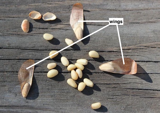 <p>Function: To facilitate seed dispersal by wind.</p>